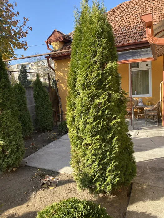 De Vnzare  Casă Semicentrală n Satu Mare, 4 Camere, 2 Băi, Teren 250 mp  150.000 EUR